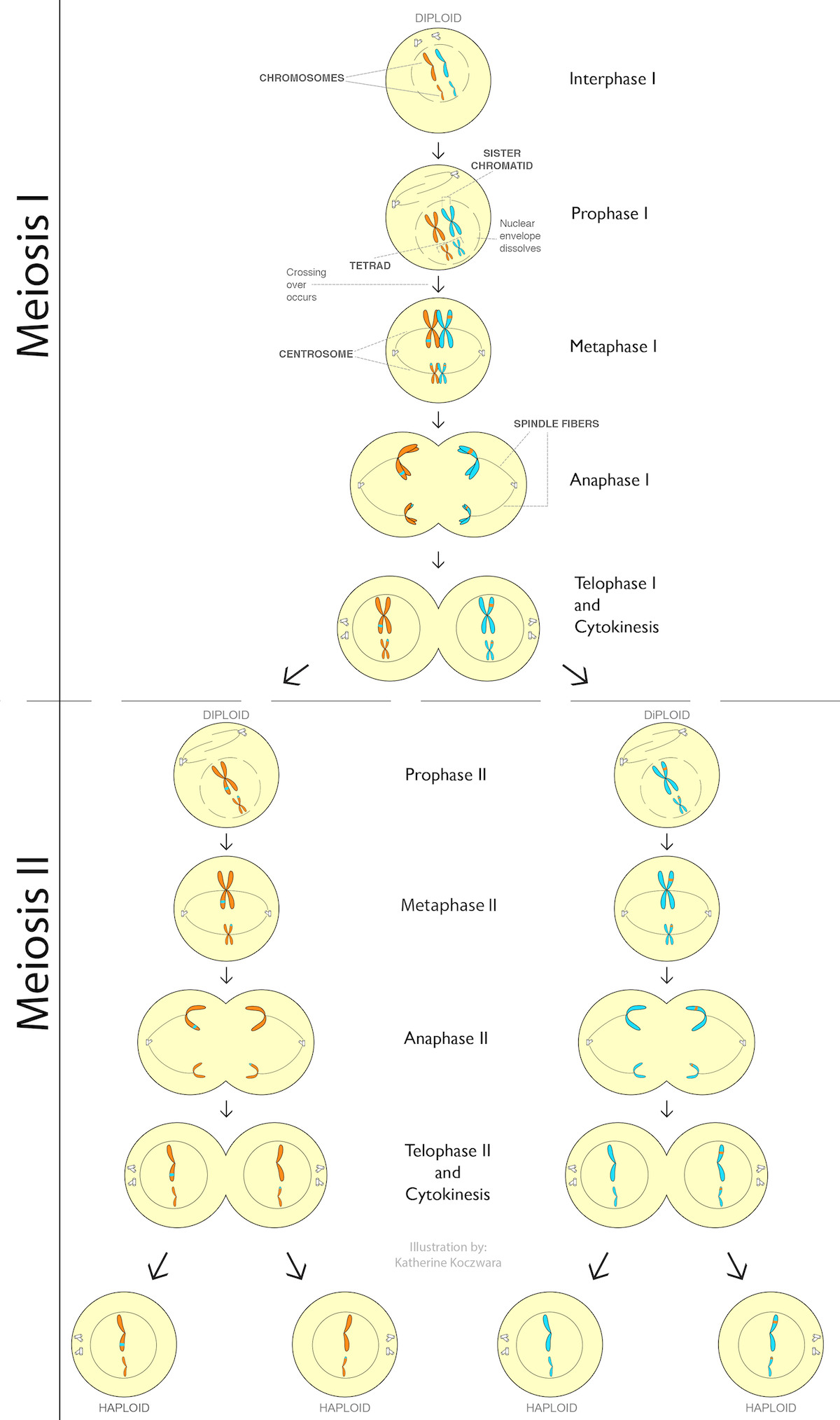 an illustration of meiosis
