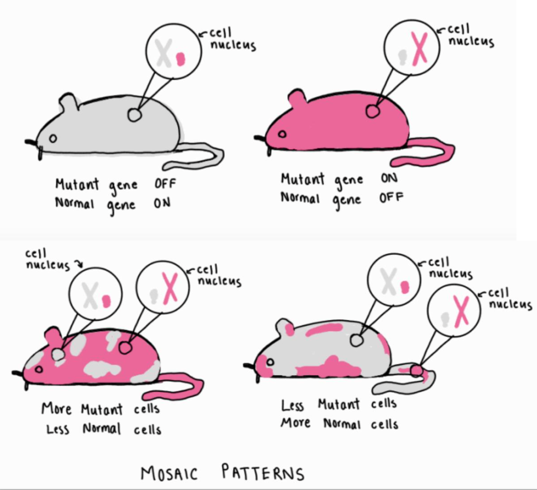 An illustration showing mice with different coat colors as a result of different patterns of X-chromosome inactivation