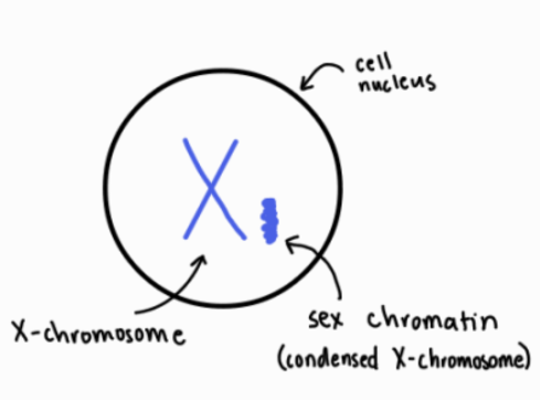 An illustration showing a regular X-chromosome and a Barr Body