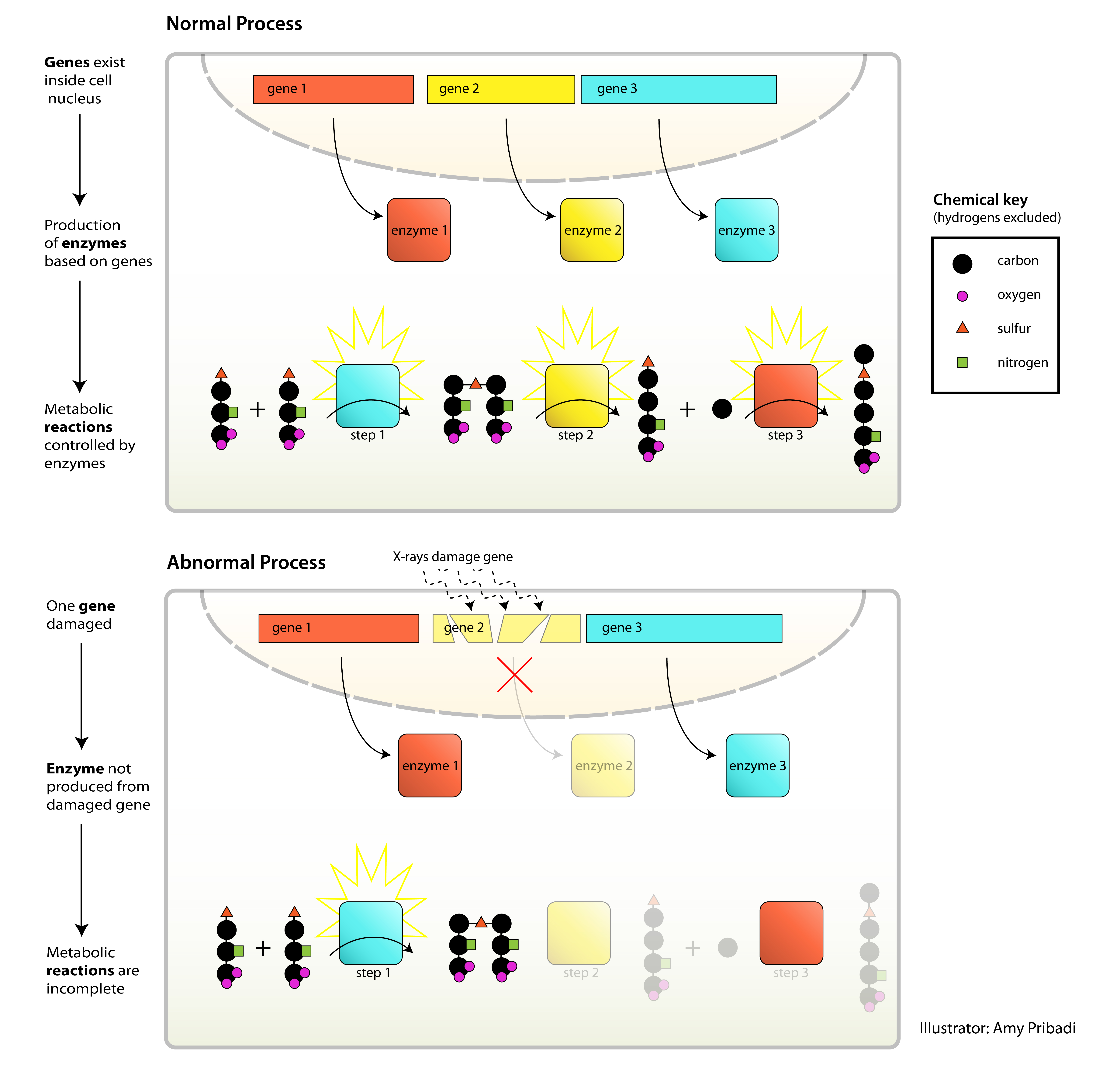 An illustration of Beadle's One Gene-One Enzyme Hypothesis