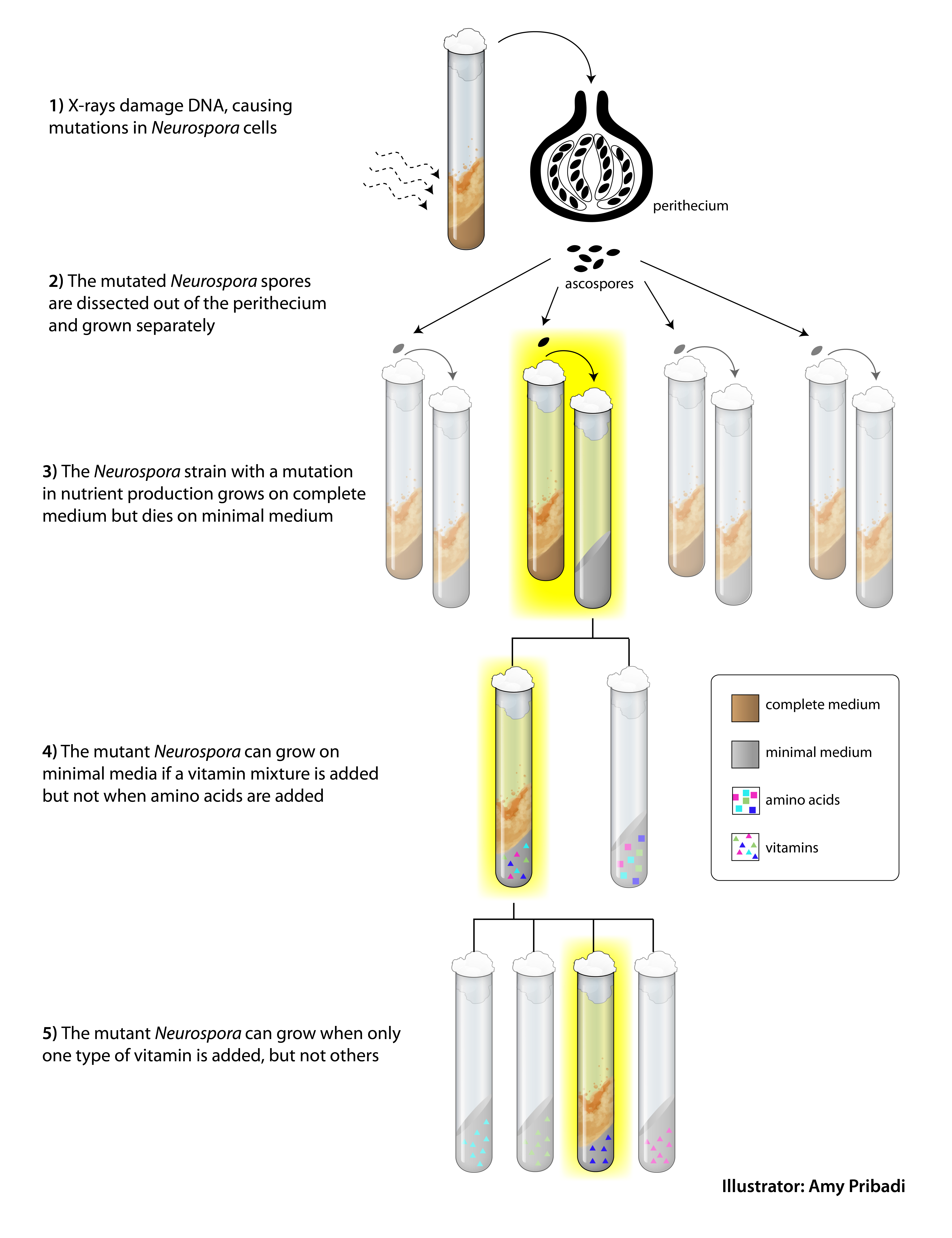 Beadle's One Gene-One Enzyme Hypothesis