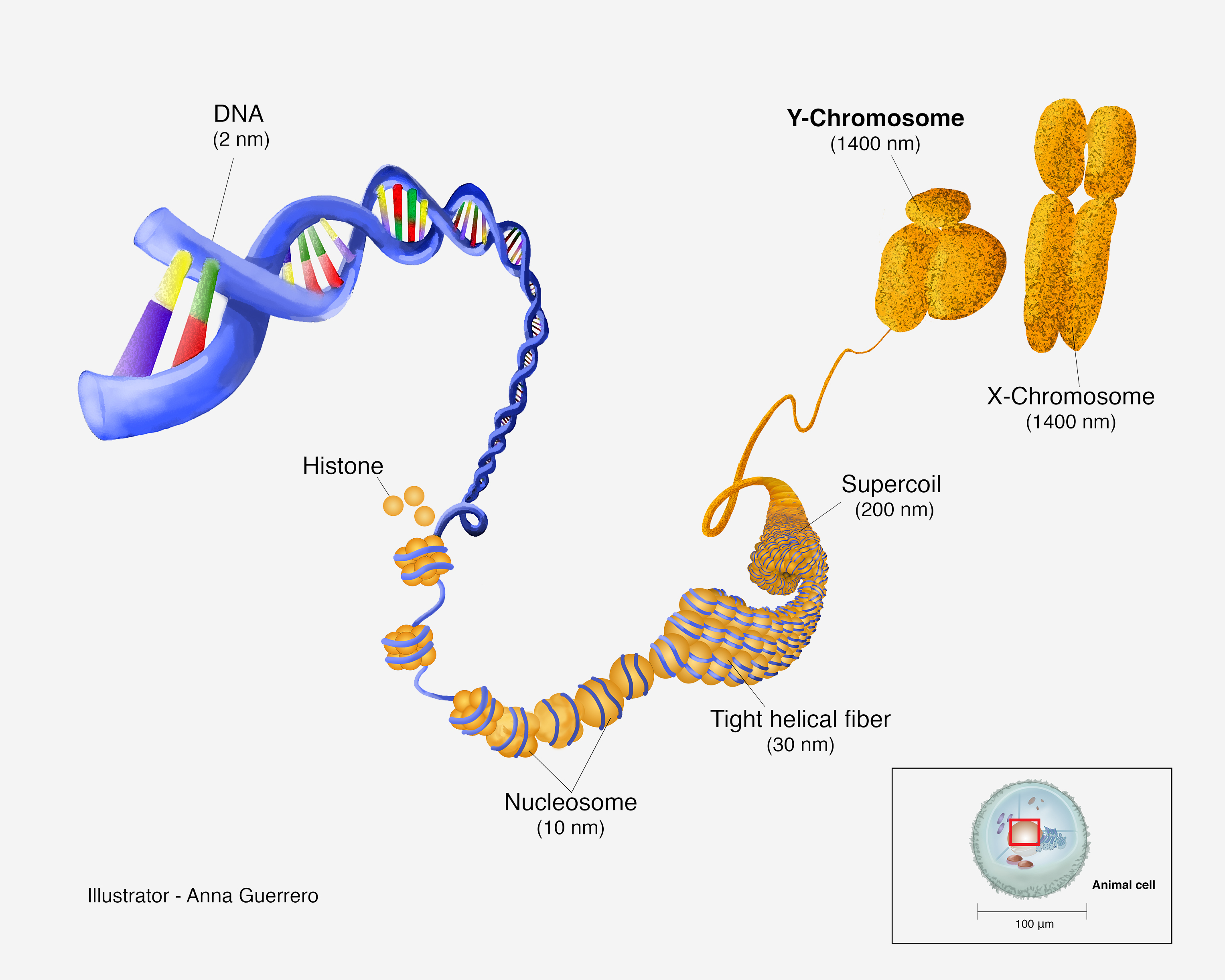An illustration of the X and Y chromosomes and DNA