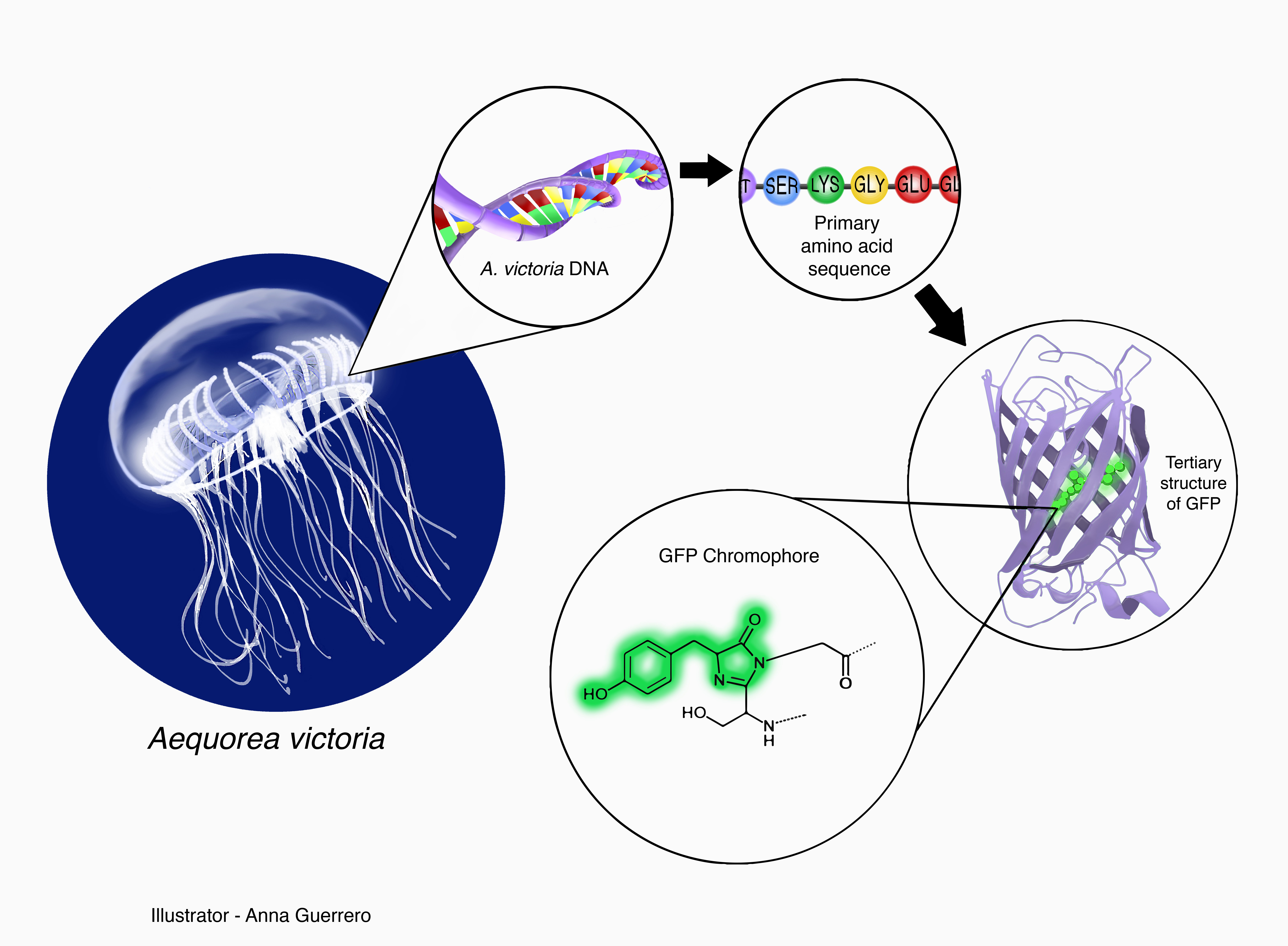An illustration of green fluorescent protein