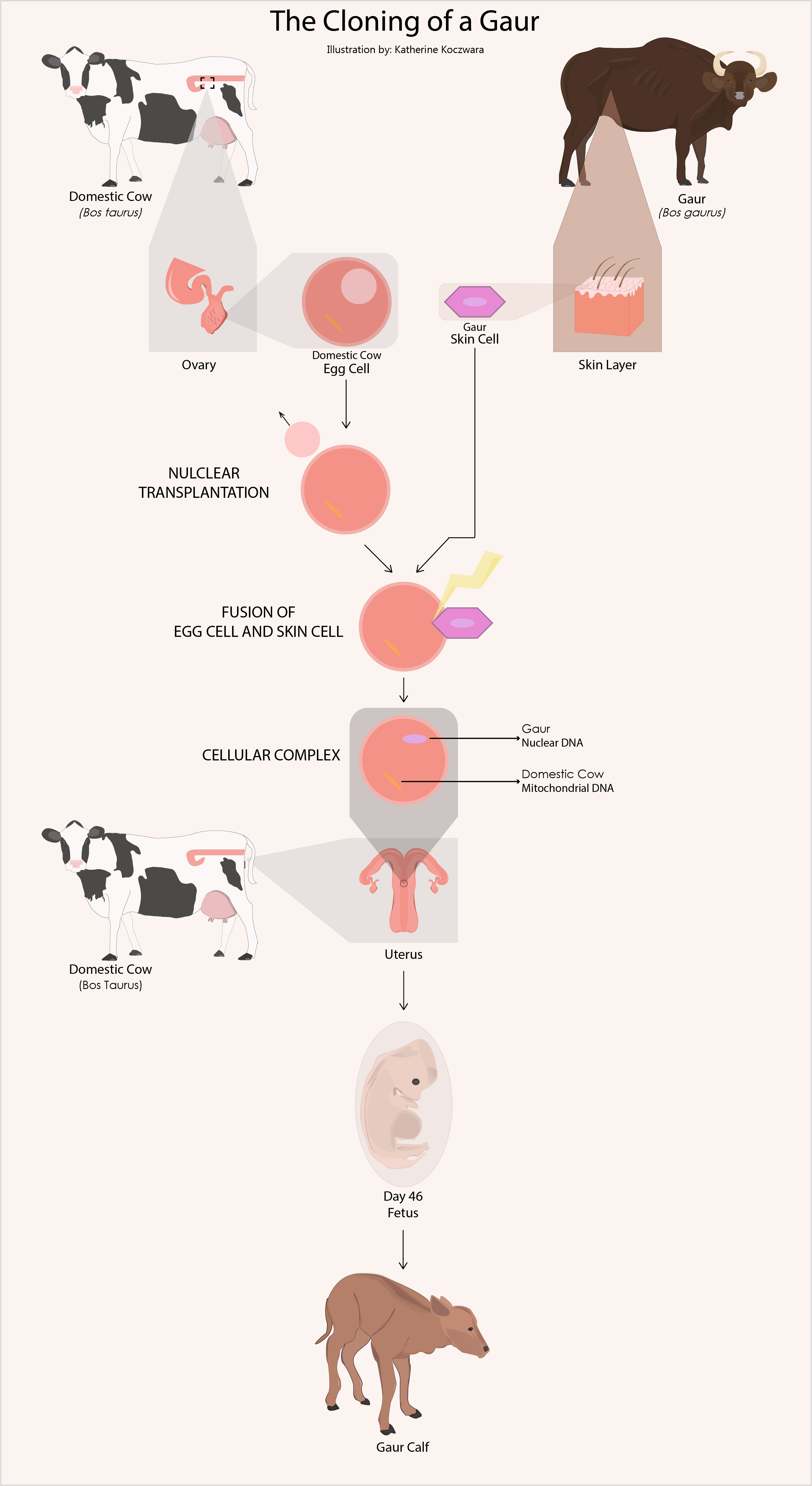 An illustration of the cloning of a gaur