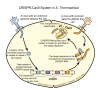 CRISPR-cas9